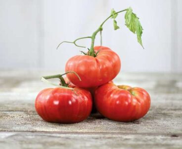 Recommended Plants, Summer 2020 Image